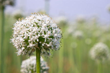 Beautiful White Onion Flower with Blurry Background. Selective Focus
