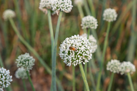 Beautiful White Onion Flower with Blurry Background. Selective Focusの写真素材