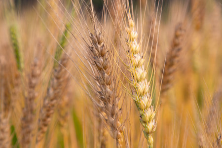Wheat  Spike with a blurry background in the field. Selective Focusの写真素材