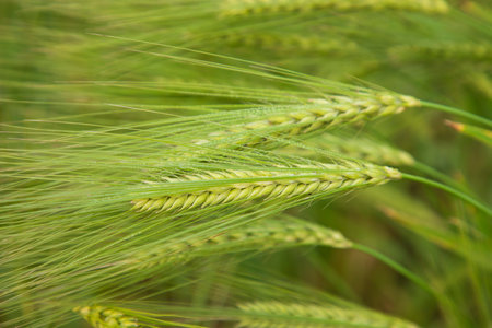 Winter Morning dew-wet Barley Spike in the harvest field. Selective Focusの写真素材