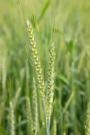 Wheat  Spike with a blurry background in the field. Selective Focus