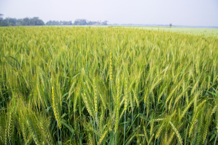 Green Wheat plantation agriculture harvest  fieldの写真素材