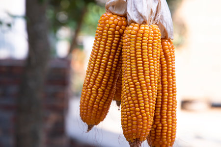 Agriculture harvest of organic Corn in Bangladesh