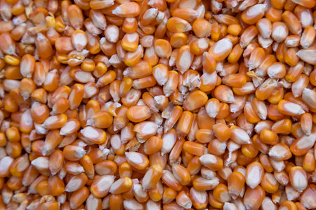 Close-up focus organic corn seed pattern texture Can be used as a background wallpaper