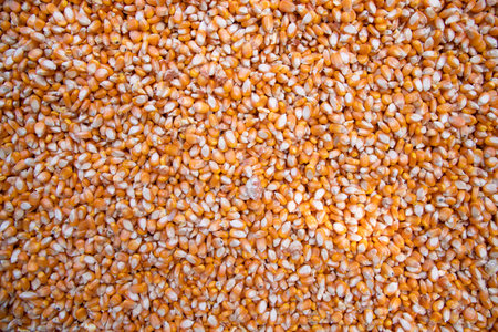 organic corn seed pattern texture Can be used as a background wallpaperの写真素材