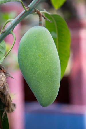 Fresh Raw  Green Mango hinging In the Tree Branch. Selective Focusの写真素材