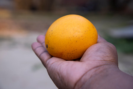 Mango fruit in hand on blurred background. Close-up