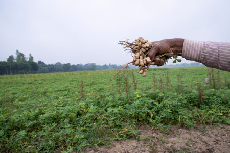 Farmer hand-holding peanut harvest in the fieldの写真素材