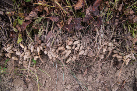Stacked harvest peanuts in the soil in the field