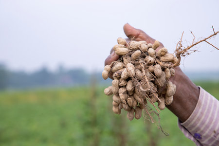 Farmer hand-holding peanut harvest in the fieldの写真素材