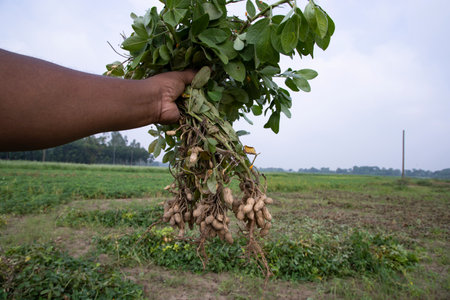 peanut on farmer's hand in the field. Agriculture harvest concept