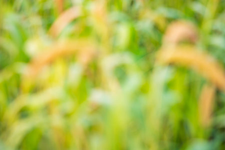 Bokeh Green and Yellow Abstract Background textureの写真素材