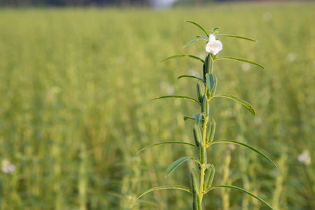 Sesame plant in the garden with a Blurry background. Selective focusの写真素材