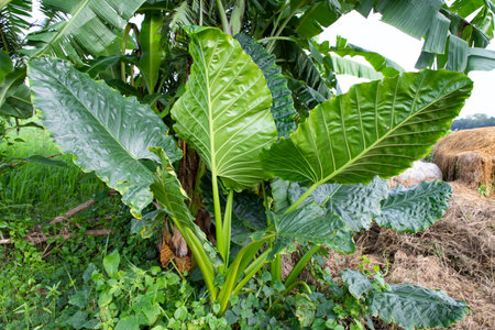Green Alocasia or Elephant ear  tree plant Natural Texture backgroundの写真素材