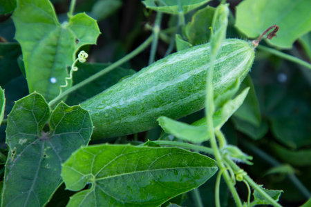 Pointed gourd growing in the garden. selective Focusの写真素材