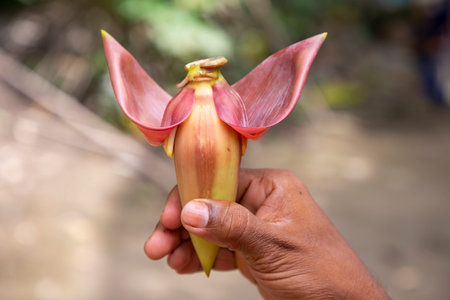 Banana flower in hand, Bangladesh. (Scientific name Musa acuta)の写真素材