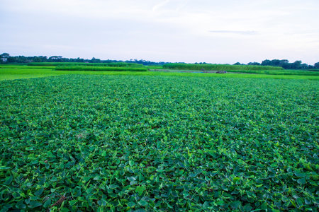 Green Pointed gourd plant field texture backgroundの写真素材