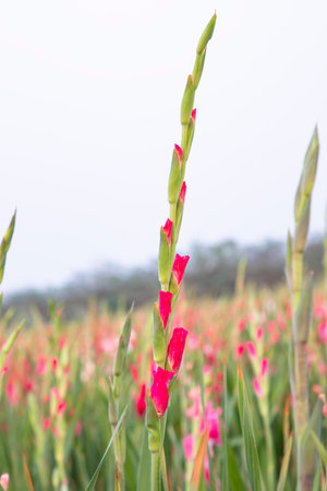 Beautiful Pink Gladiolus flowers in the field. Selective Focusの写真素材