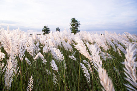 Landscape view of  Autumn Icon.  Blooming Kans grass (Saccharum spontaneum) flowers field with cloudy blu skyの写真素材