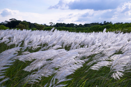 Landscape view of  Autumn Icon.  Blooming Kans grass (Saccharum spontaneum) flowers field with cloudy blu skyの写真素材