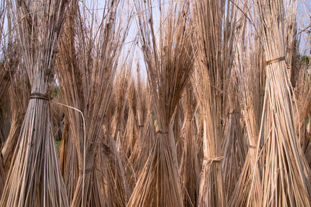 Many Jute sticks are stacked for sun drying at Sadarpur, Faridpur, Bangladesh. One and only Jute cultivation is in Faridpur, Bangladeshの写真素材