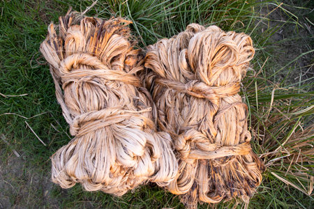 A thick brown  bundle of raw jute has on the ground. This is the Called Golden Fiber in Bangladesh