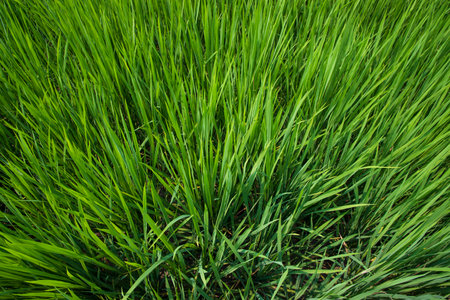 agriculture Landscape view of the grain  rice field in the countryside of Bangladeshの写真素材