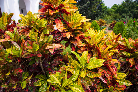 Colorful Croton Plant or Long Leaf Croton Hybrid. Tropical tree colorful leaf natural view