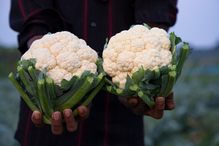 Farmer hand holding Fresh organic Tow Cauliflower with the blurry backgroundの写真素材