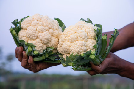 Farmer hand holding Fresh organic Tow Cauliflower with the blurry backgroundの写真素材