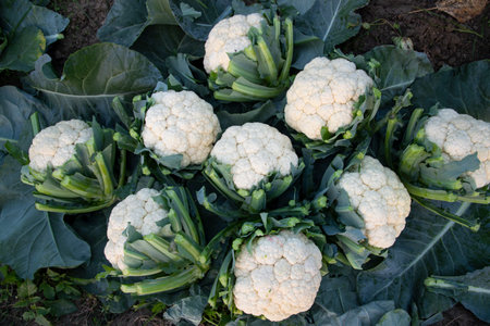 Top view of Some Fresh organic raw Cauliflower  with green leaves on the agricultural field groundの写真素材