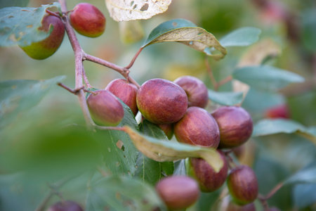 Red jujube fruits or apple kul boroi on a branch in the garden. Shallow depth of field