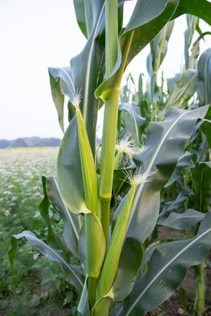 agricultural field of corn with young maize cobs growing on the  farm