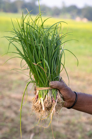 Hand-holding green onion plant bunch countryside of Bangladesh. Selective Focusの写真素材