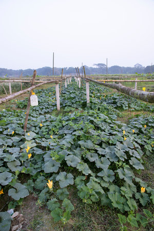 Green Organic vegetable sweet pumpkin Plantation in the garden