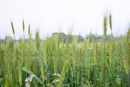 Close-up green Wheat  Spike grain in the fieldの写真素材