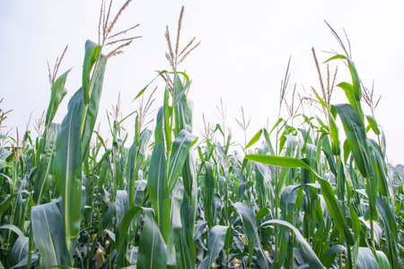 Agriculture corn fields growing in the harvest countryside of Bangladesh
