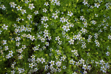 Blooming White Nigella sativa flowers in the field. Top view Texture backgroundの写真素材