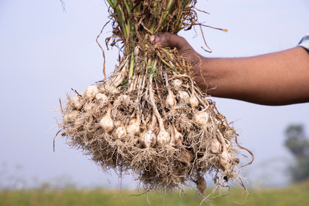 Farmer Hand holding a bunch of fresh garlic, harvesting season  in the field
