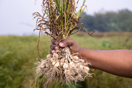 Farmer Hand holding a bunch of fresh garlic, harvesting season  in the field