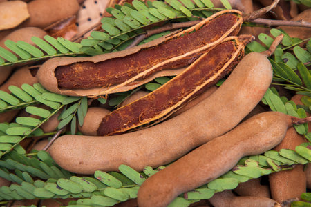 Closeup Focus Some Ripe Tamarind Fruits with Green Leaves