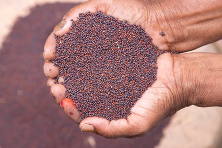 Farmer hand-holding dry grains mustard seeds. oil seeds, and spice ingredients. Selective Focusの写真素材
