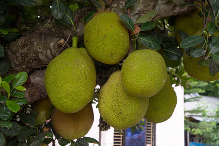 ruits hanging on the tree branch in the garden. Tropical fruits