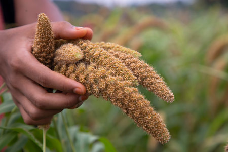 Farmer Hand-holding millet spike in the agriculture harvest field. Selective focusの写真素材