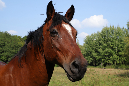 Polish wild horse in the bosom of natureの写真素材
