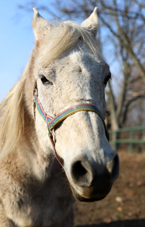 a portrait of a white horse with a beautiful fringeの写真素材