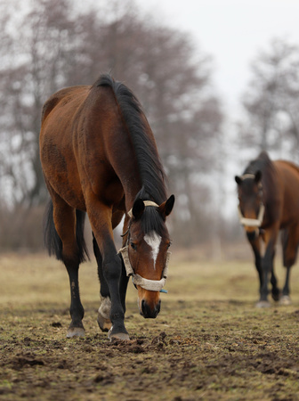 two beautiful horses on the catwalksの写真素材