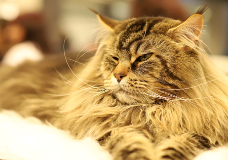 cat, beautiful portrait of a purebred catの写真素材