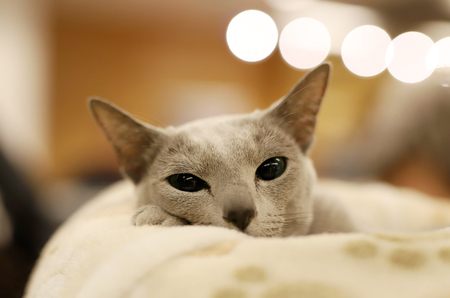 cat, beautiful portrait of a purebred catの写真素材