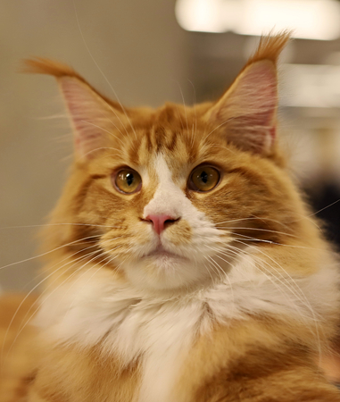 cat, beautiful portrait of a purebred catの写真素材